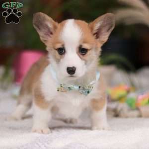 Hendricks, Pembroke Welsh Corgi Puppy